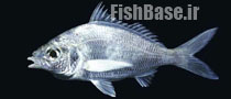 Eucinostomus dowii