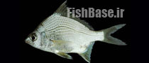 Eugerres periche >> چغوک پریچی