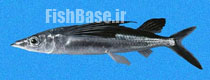 Fodiator rostratus >> پرنده ماهی چانه تیز