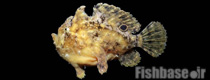Fowlerichthys avalonis >> قورباغه ماهی Roughbar 