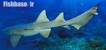 Ginglymostoma cirratum