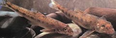 Gobio rivuloides