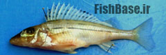 Gymnocephalus schraetser
