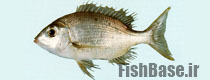 Gymnocranius griseus >> شهری ماهی 