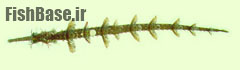 Halicampus macrorhynchus >> سوزن ماهی آراسته