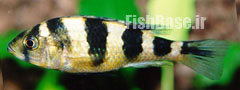 Haplochromis latifasciatus