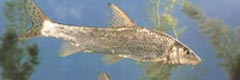 Hemibarbus maculatus