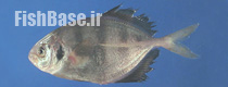Hemicaranx amblyrhynchus >> گیش ماهی پوزه صاف