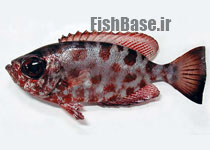 Heteropriacanthus cruentatus >> ماهی چشم‌شیشه‌ای