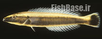 Hologymnosus annulatus >> زمرد ماهی