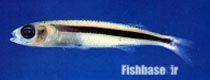 Hypoatherina valenciennei