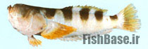 Ichthyscopus fasciatus >> اورانوس نواری