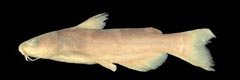 Ictalurus balsanus >>گربه‌ماهی بالساس