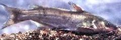 Ictalurus pricei >> گربه‌ماهی یاکویی