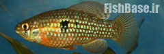 Jordanella floridae >> پرچم ماهی