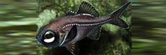 Kryptophanaron alfredi >> چشم‌چراغی اطلس