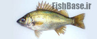 Leiopotherapon plumbeus