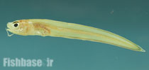 Lepophidium brevibarbe
