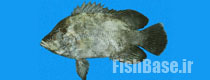 Lobotes pacificus >> سه دم ماهی آرام