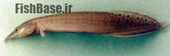 Macrognathus siamensis >> مارماهی طاووسی