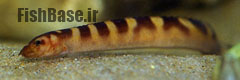 Mastacembelus plagiostomus