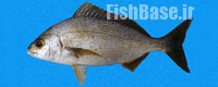 Microlepidotus brevipinnis >> سنگسر گوژپشت