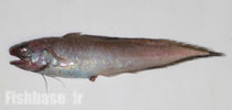 Monomitopus pallidus