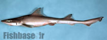 Mustelus canis