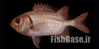 Myripristis aulacodes >> سرباز ماهی