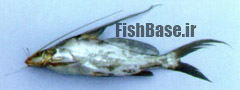 Mystus bocourti