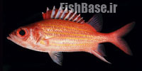 Neoniphon aurolineatus >> سنجاب ماهی