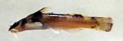 Noturus elegans