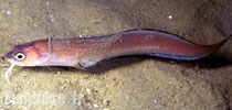 Ophidion barbatum