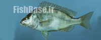 Orthopristis chrysoptera >> خوک ماهی