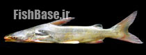 Osteogeneiosus militaris >> گربه ماهی سرباز