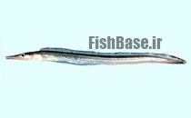 Oxyconger leptognathus >> مارماهی دریایی