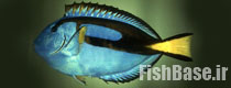 Paracanthurus hepatus >> جراح ماهی تخته رنگی