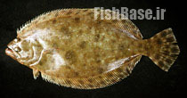 Paralichthys tropicus >> کفشک گرمسیری