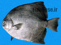 Parapsettus panamensis >> شنگ ماهی 