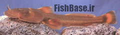 Pareuchiloglanis kamengensis