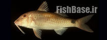 Parupeneus indicus >> بزماهی هندی