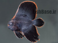 Platax pinnatus >> خفاش ماهی سیاه