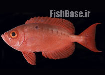 Priacanthus hamrur >> ماهی چشم‌گاوی