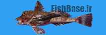 Prionotus albirostris >> خروسک ماهی