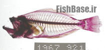 Psettodes belcheri>> کفشک خاردار دم خالدار