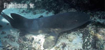 Pseudoginglymostoma brevicaudatum