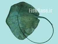 Pteroplatytrygon violacea >> شلاق ماهی پلاژیک