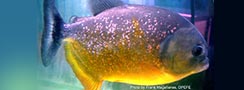 Pygocentrus piraya