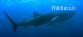 Rhincodon typus >> کرکوسه، کرکولی