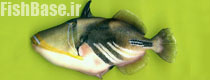 Rhinecanthus aculeatus >> فریبا ماهی سیاه خط